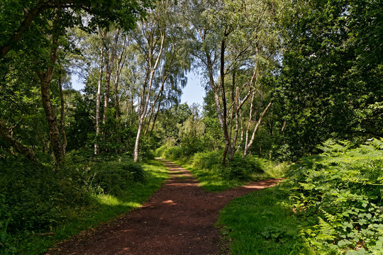 A narrow footpath between the trees in Sherwood Forest branches to the left and right.