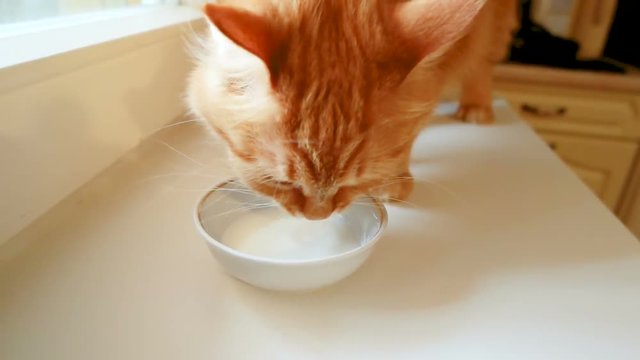 Cute ginger cat lapping milk from white bowl. Slow motion clip with fluffy pet.