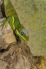 Ritteranolis