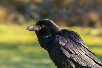 raven corvus corax