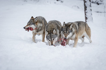 Grey Wolf Group