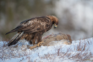 Golden Eagle