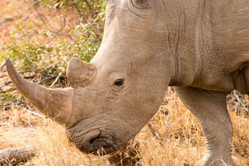 Obraz premium White Rhino