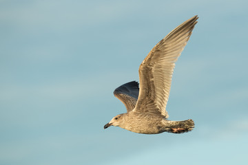 Juvenile Herring Gull in Flight