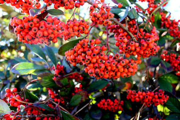  a lot red rowan in the garden