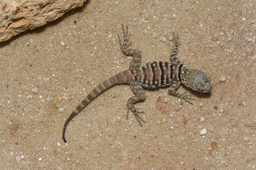 Wüstenkrötenechse