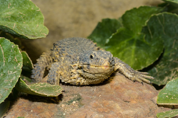 Stachelleguan