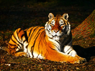 Fototapeta na wymiar Tigre