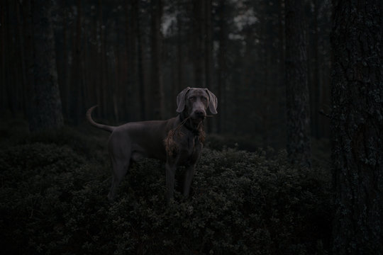 Portrait of Weimaraner dog standing in forest at night