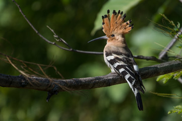 A common hoopoe bird perched on a tree branch