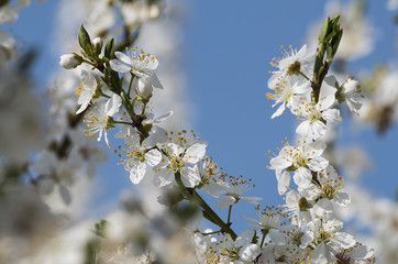 white blooming tree and blue sky 