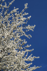 white blooming tree and blue sky