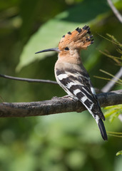 A common hoopoe bird perched on a tree branch