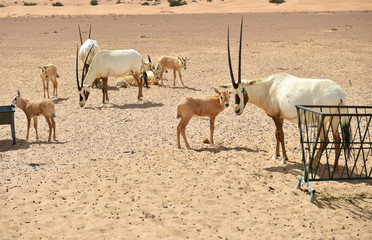 Oryx Antilopen 