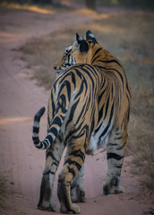 Indian Tiger in its natural habitat