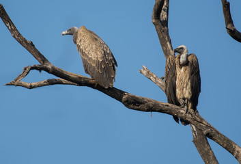 A pair of long beaked vultures perched on a tree top