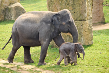 Éléphant d& 39 Asie avec veau dans le zoo
