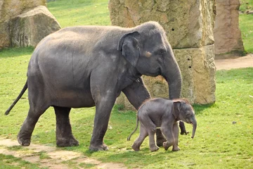 Photo sur Plexiglas Éléphant Éléphant d& 39 Asie avec veau dans le zoo
