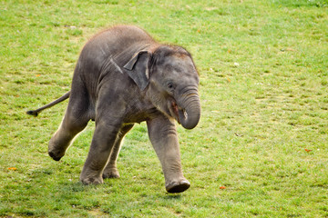 Fototapeta na wymiar Running elephant calf in the zoo