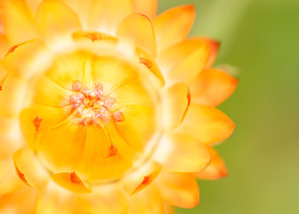 Yellow flowers