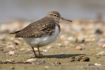 Common Sandpiper