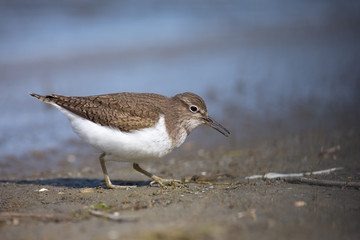 Common Sandpiper