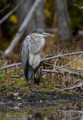 Great Blue Heron 