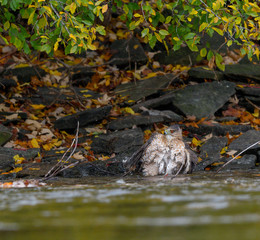 Cooper's Hawk
