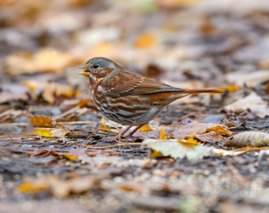 Fox Sparrow in Fall