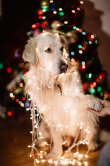 Christmas Labrador in garland