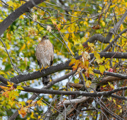 Cooper's Hawk