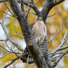 Cooper's Hawk
