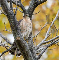 Cooper's Hawk
