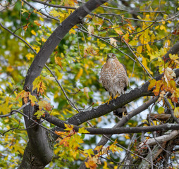 Cooper's Hawk