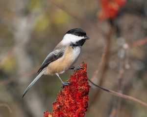 Black-Capped Chickadee Perched on Red Staghorn Sumac in Fall
