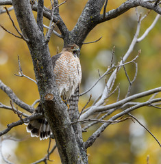 Cooper's Hawk