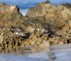 Ruddy Turnstones Foraging