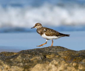 Ruddy Turnstone Foraging