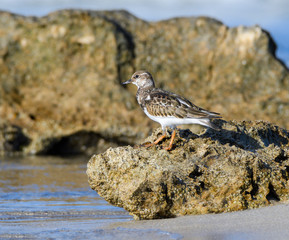 Ruddy Turnstone Foraging