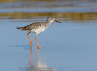 Common Redshank