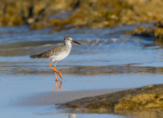 Common Redshank