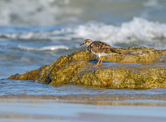 Ruddy Turnstone Foraging