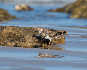 Ruddy Turnstone Foraging