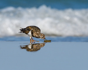 Ruddy Turnstone Foraging