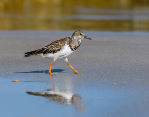 Ruddy Turnstone Foraging