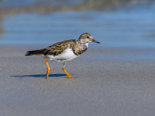 Ruddy Turnstone Foraging