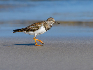 Ruddy Turnstone Foraging