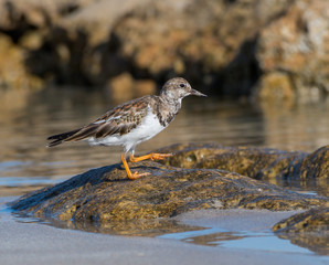 Ruddy Turnstone Foraging