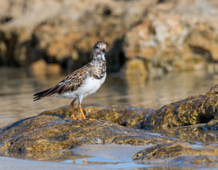 Ruddy Turnstone Foraging