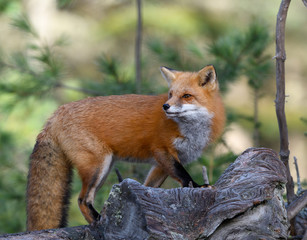 Red Fox Portrait